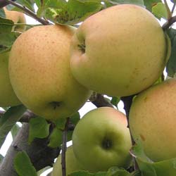 Pommier 'Golden delicious' / Malus pumila Golden delicious